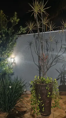 Vaso planta natural, 50 reais cada
