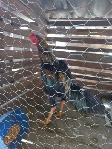 galo índio 
