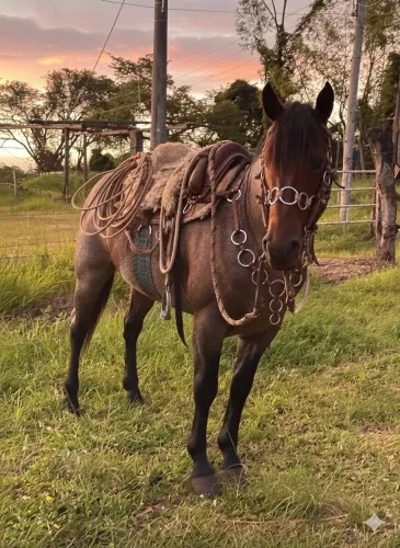CAVALO CRIOULO INTEIRO