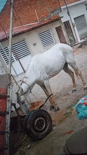 Cavalo