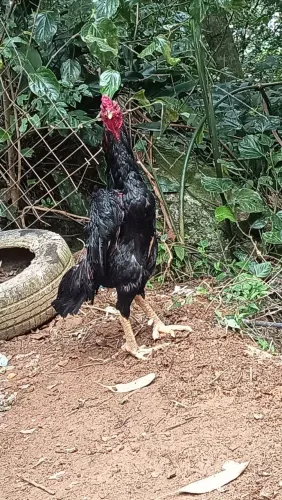 Vendo galos baratos