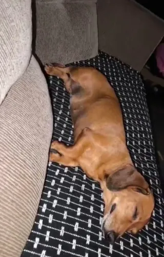 Dachshund fêmea