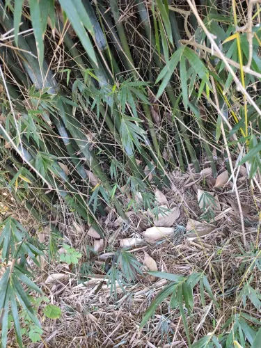 Vendo moita de bambu para horta