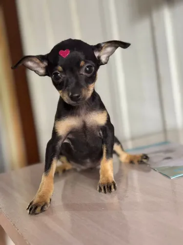 Fêmea de pinscher numero 1 a pronta entrega