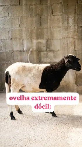 ovelha linda e saudável