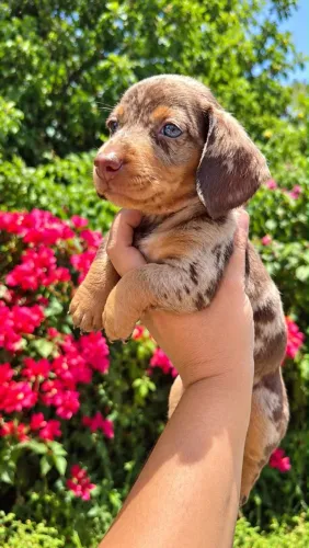 Dachshund mini com pedigree e microchip