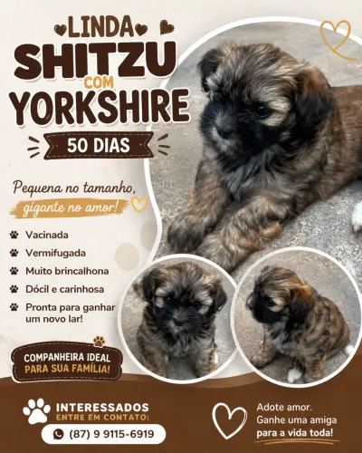Shitzu com yorkshire 