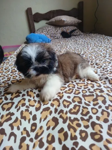 Shit tzu