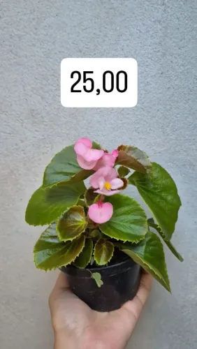 Mudas de plantas