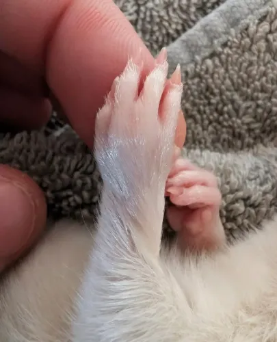 Ratinho Twister