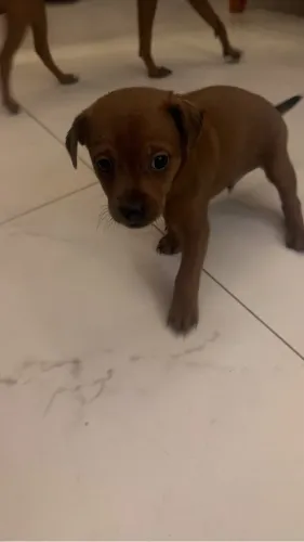Venda de cachorro