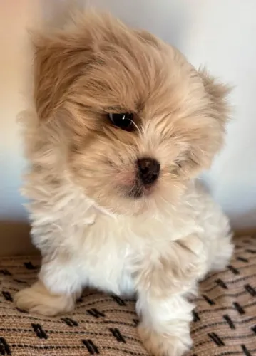 Filhote macho Lhasa Apso