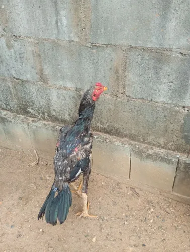 Frango indio