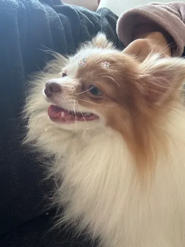 Cachorra Sptiz Alemão 
