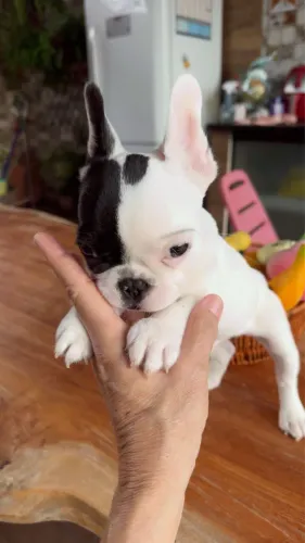 Filhote buldogue Francês 