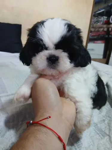 Shitzu macho querendo ser seu novo filho