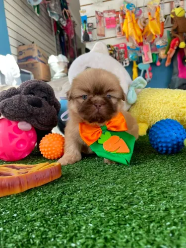 Shihtzu machinho chocolate olhos verdes