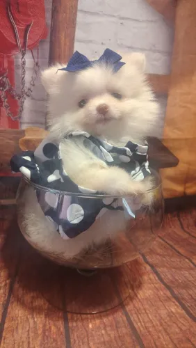 Fêmea de Lulu Babyface minúscula já 3 vacina importada