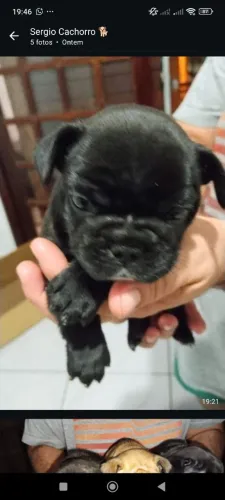 Cachorro da raça bulldog francês
