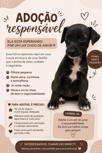 Cachorro