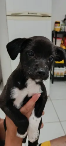 Doação filhote