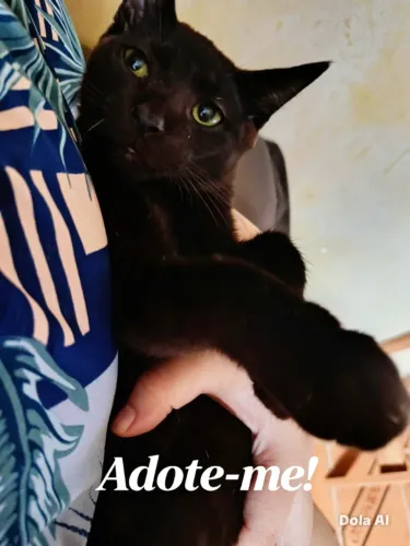 Doação gato filhote macho