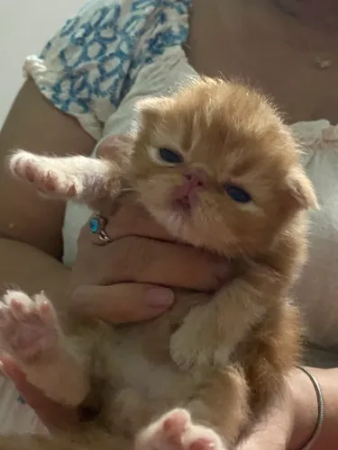 VENDO FILHOTE GATO PERSA SHOW