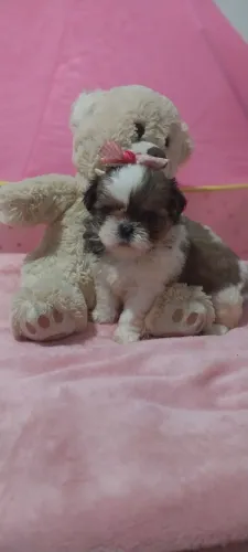 Filhotinhos de Shih Tzu Fêmea Pronta Entrega com Pedigree