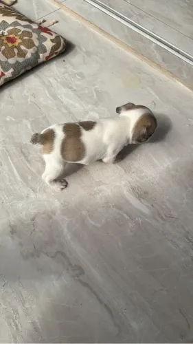 Bulldog francês 