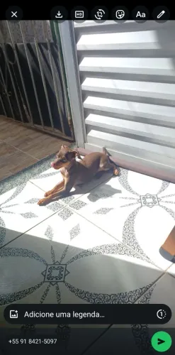 Vende-se uma fêmea filhote de 2 meses Pinscher 