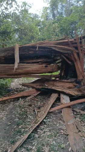 Corte e poda de árvores limpeza de terreno