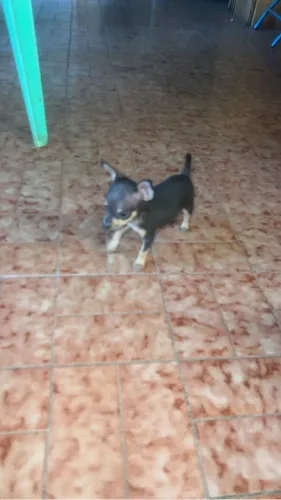 Pinsher