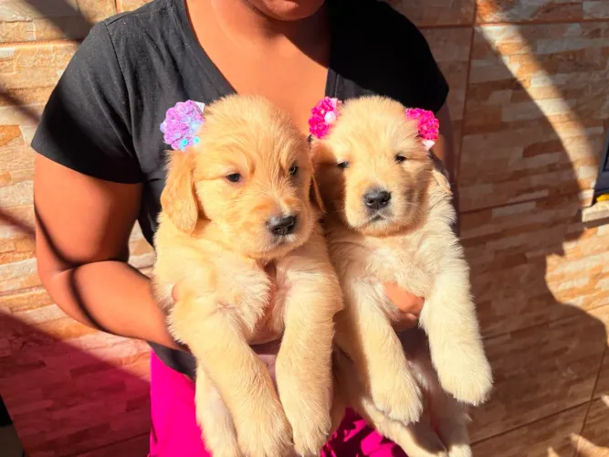 Golden retriever