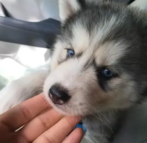 Filhotes de Husky Siberiano | Filhotes cheios de personalidade.