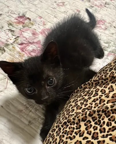 Gatinho para doação 