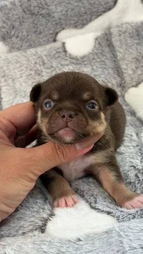Chihuahua macho Pêlo curto chocotan para reserva