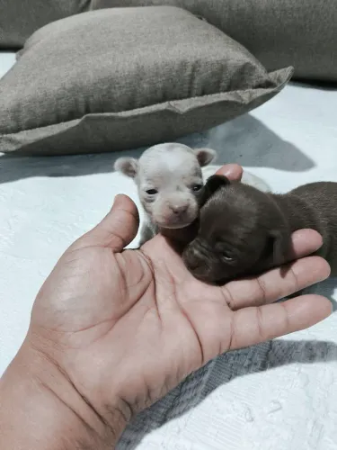 Lindo machinho de pinscher Merlin