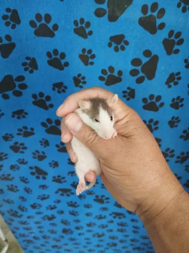 Ratos e camundongos