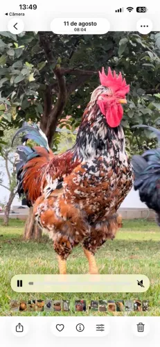Ovos gsb , sedosa e polonesa temos franguinhos tbem