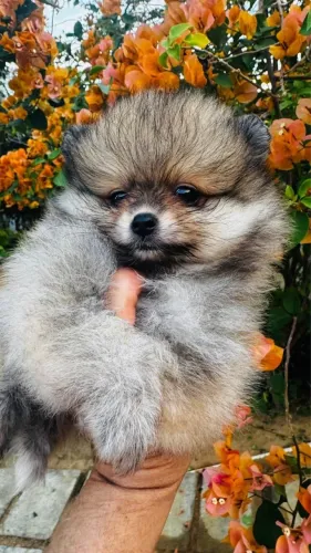 Lulu da pomeranea anao com 60 dias vacinado
