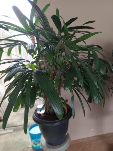 Vazo de plantas