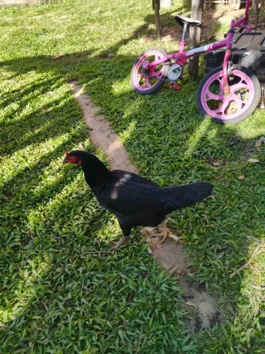 Vendo Duas galinhas