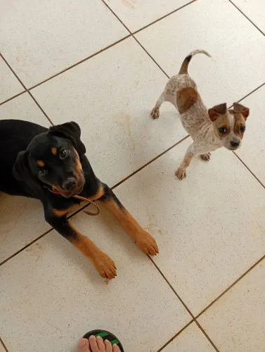 Doa se cachorro 