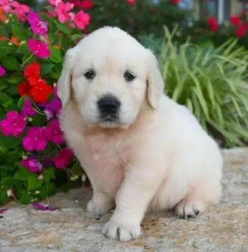 Golden Retriever Filhotes Cães Padrão CBKC. 