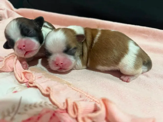 Vendo filhote Shih Tzu 