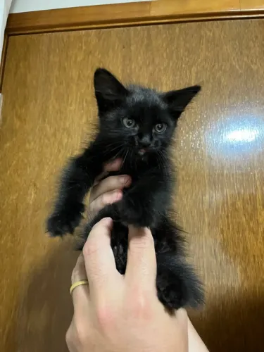 Gatinho filhote Fêmea 