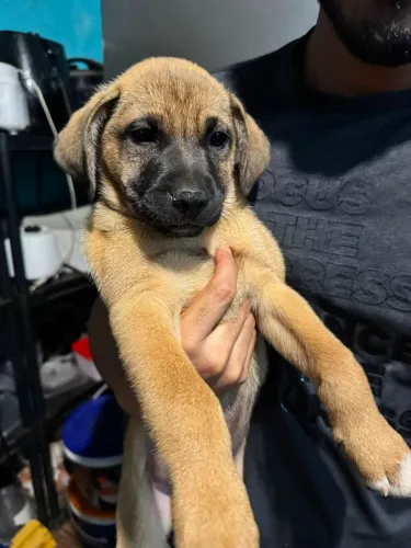 Cachorro macho para doação
