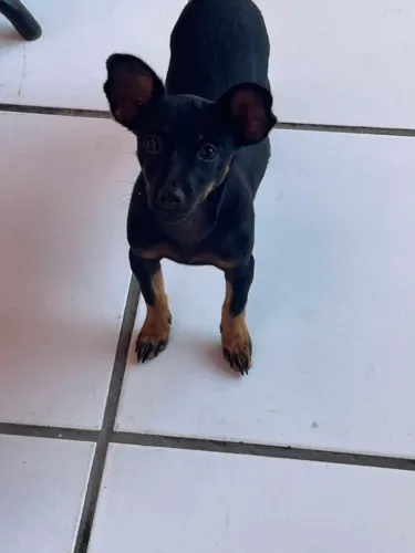 Pinscher fêmea