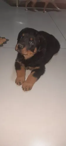 Filhote rotwiller macho disponíveis pra venda 