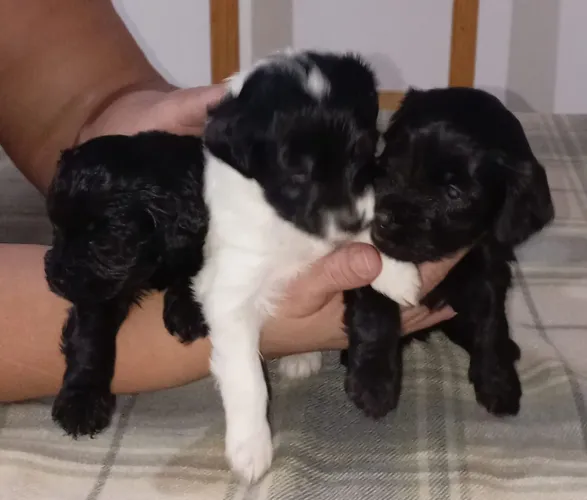 Estou vendendo lindos filhotes de poodle.